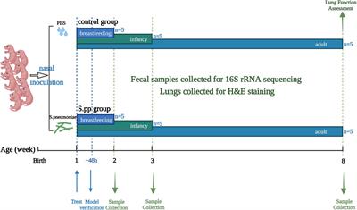 Neonatal Streptococcus pneumoniae infection induces long-lasting dysbiosis of the gut microbiota in a mouse model